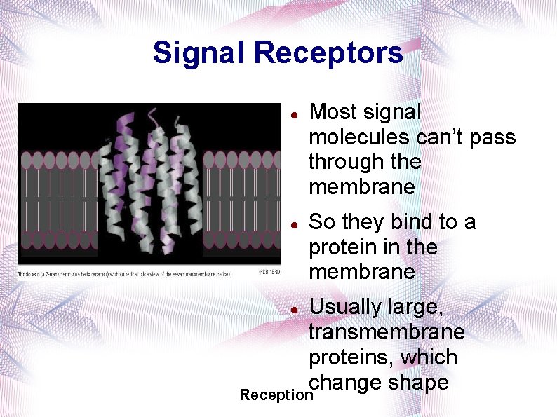 Signal Receptors Most signal molecules can’t pass through the membrane So they bind to