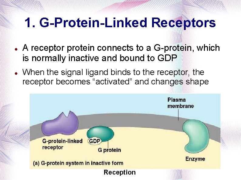 1. G-Protein-Linked Receptors A receptor protein connects to a G-protein, which is normally inactive