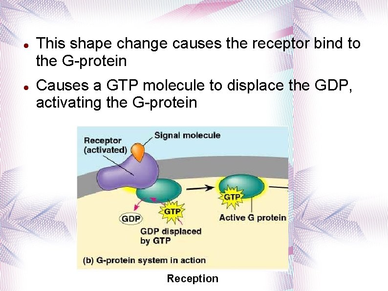  This shape change causes the receptor bind to the G-protein Causes a GTP