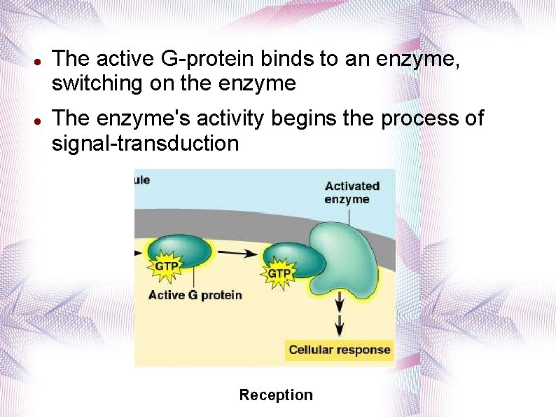  The active G-protein binds to an enzyme, switching on the enzyme The enzyme's