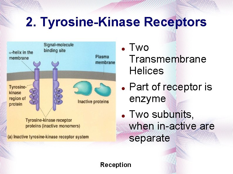 2. Tyrosine-Kinase Receptors Two Transmembrane Helices Part of receptor is enzyme Two subunits, when