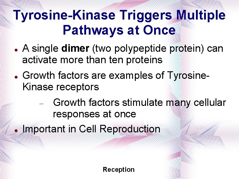 Tyrosine-Kinase Triggers Multiple Pathways at Once A single dimer (two polypeptide protein) can activate