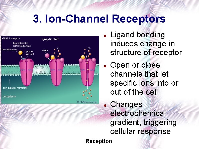 3. Ion-Channel Receptors Ligand bonding induces change in structure of receptor Open or close