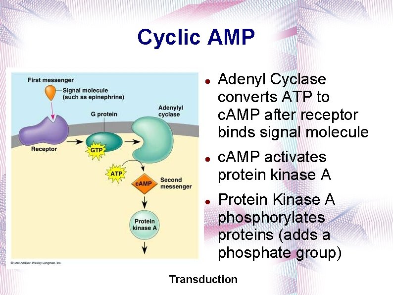 Cyclic AMP Adenyl Cyclase converts ATP to c. AMP after receptor binds signal molecule