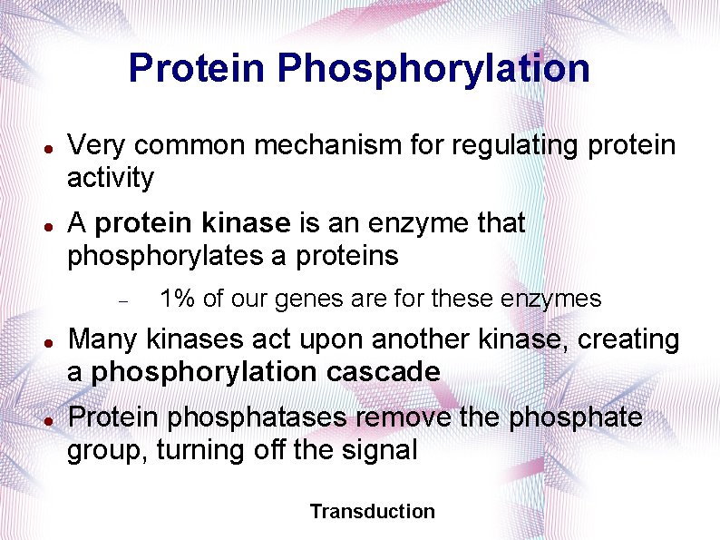 Protein Phosphorylation Very common mechanism for regulating protein activity A protein kinase is an