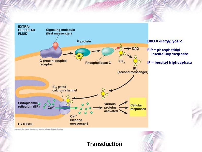 Transduction 