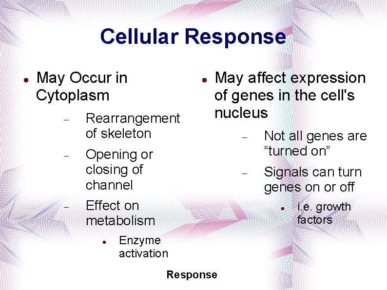 Cellular Response May Occur in Cytoplasm Rearrangement of skeleton May affect expression of genes