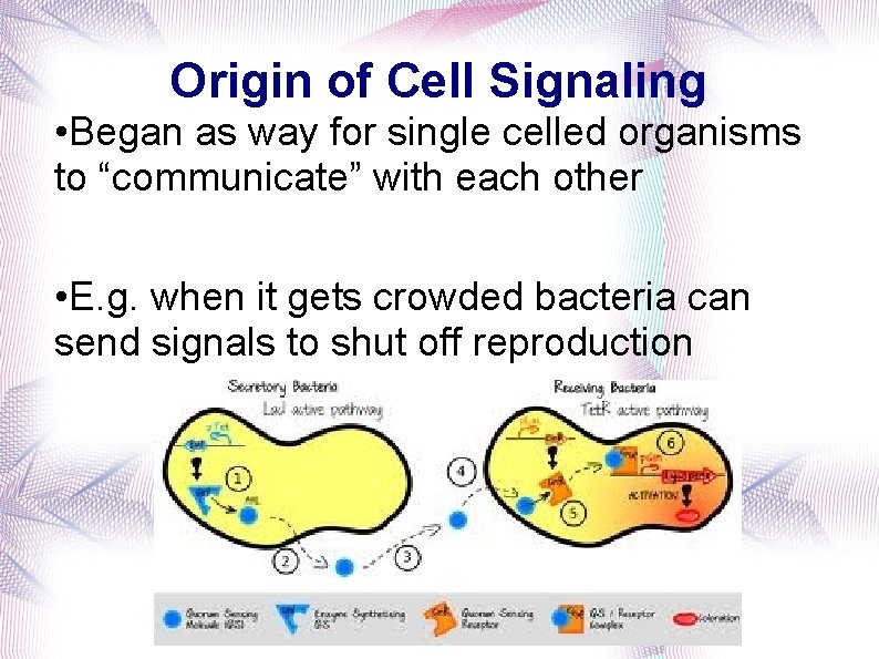 Origin of Cell Signaling • Began as way for single celled organisms to “communicate”