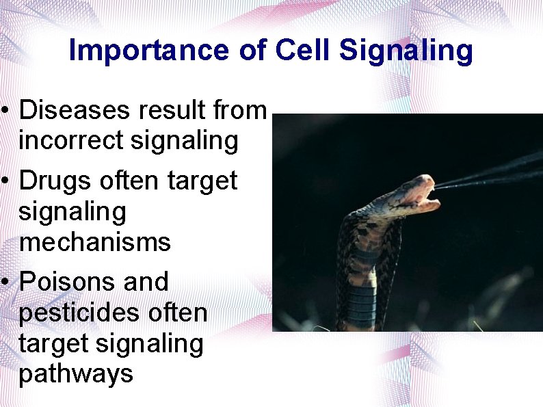Importance of Cell Signaling • Diseases result from incorrect signaling • Drugs often target