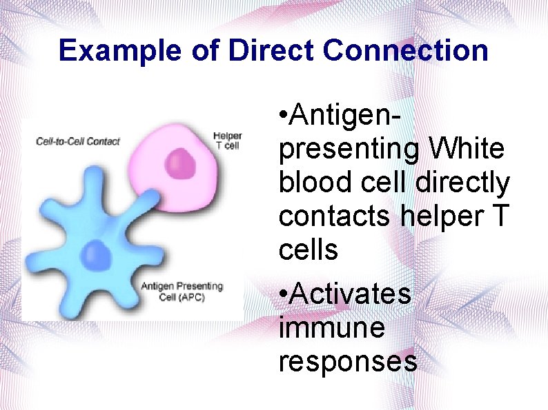 Example of Direct Connection • Antigenpresenting White blood cell directly contacts helper T cells