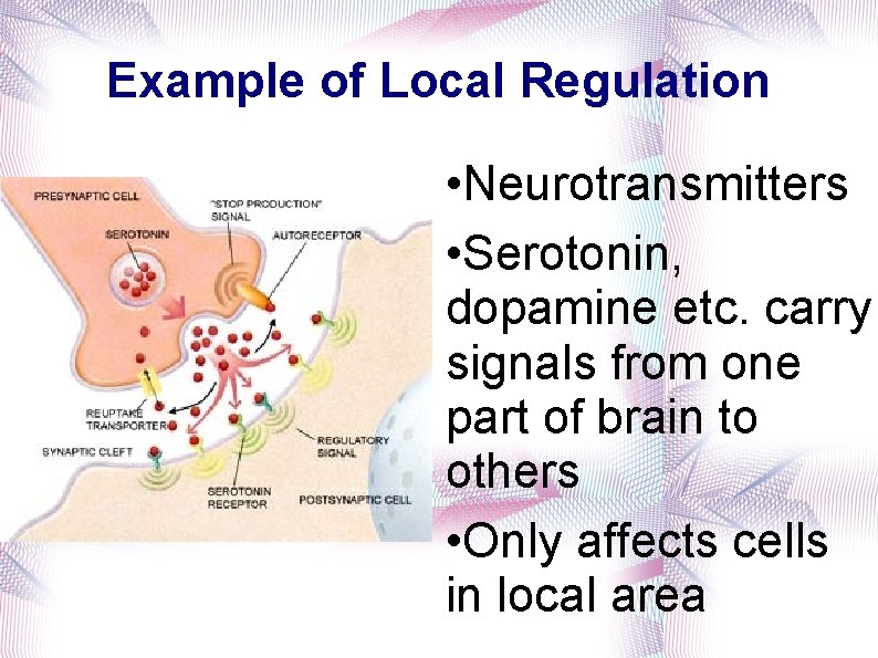 Example of Local Regulation • Neurotransmitters • Serotonin, dopamine etc. carry signals from one