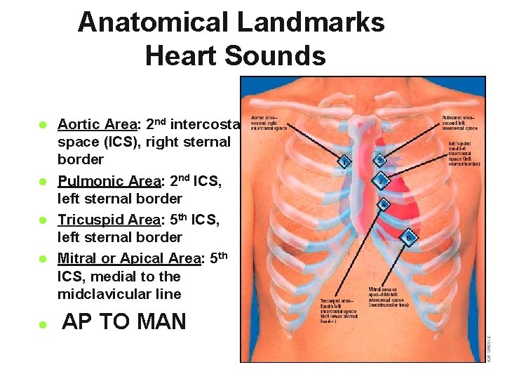 Anatomical Landmarks Heart Sounds Aortic Area: 2 nd intercostal space (ICS), right sternal border