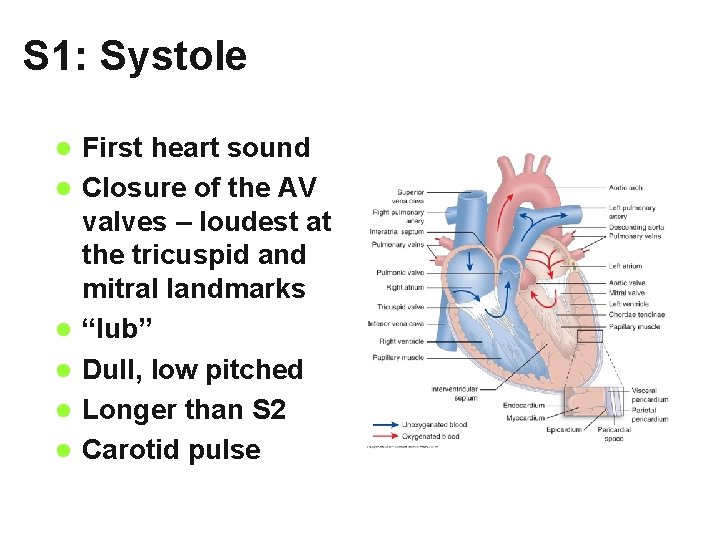 S 1: Systole l l l First heart sound Closure of the AV valves