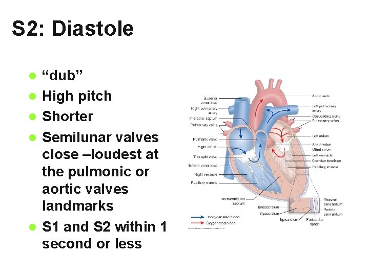 S 2: Diastole l l l “dub” High pitch Shorter Semilunar valves close –loudest