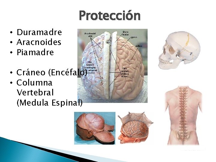  • Duramadre • Aracnoides • Piamadre Protección • Cráneo (Encéfalo) • Columna Vertebral