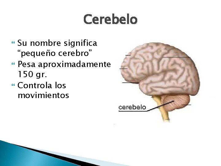 Cerebelo Su nombre significa “pequeño cerebro” Pesa aproximadamente 150 gr. Controla los movimientos 
