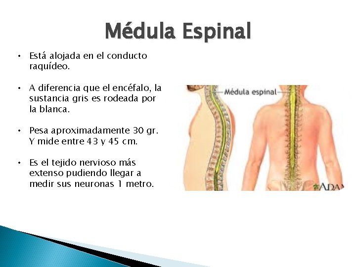 Médula Espinal • Está alojada en el conducto raquídeo. • A diferencia que el