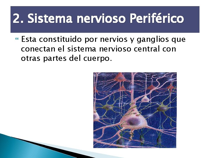2. Sistema nervioso Periférico Esta constituido por nervios y ganglios que conectan el sistema