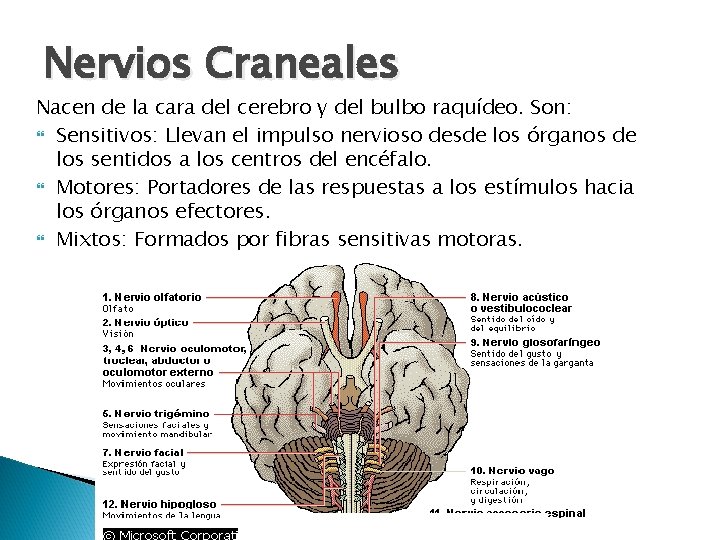 Nervios Craneales Nacen de la cara del cerebro y del bulbo raquídeo. Son: Sensitivos: