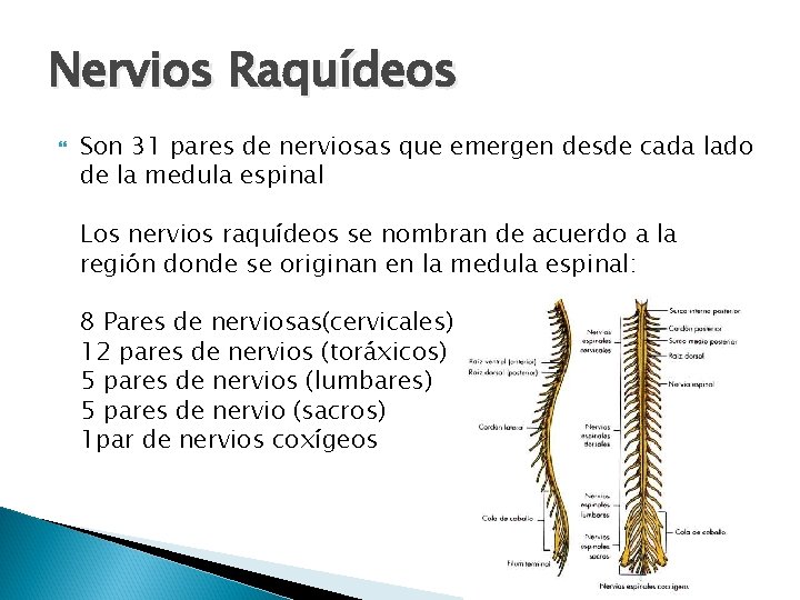 Nervios Raquídeos Son 31 pares de nerviosas que emergen desde cada lado de la