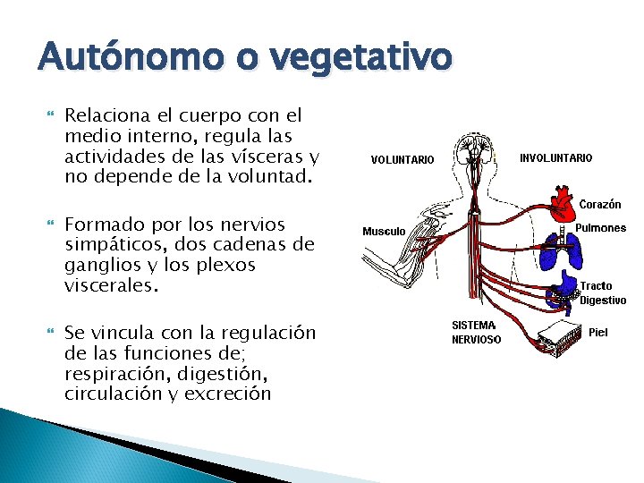 Autónomo o vegetativo Relaciona el cuerpo con el medio interno, regula las actividades de
