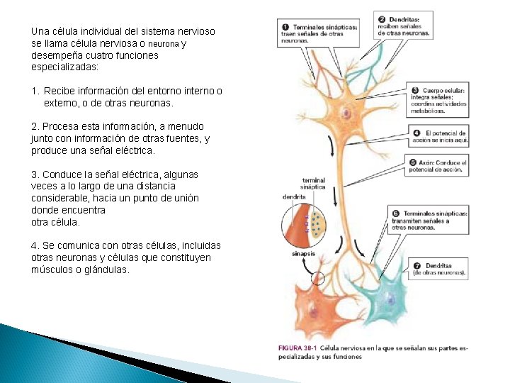 Una célula individual del sistema nervioso se llama célula nerviosa o neurona y desempeña