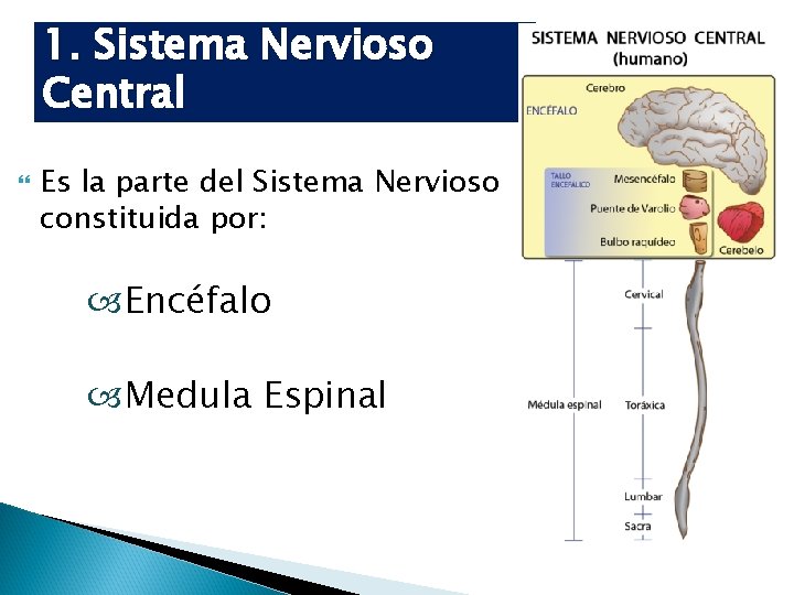 1. Sistema Nervioso Central Es la parte del Sistema Nervioso constituida por: Encéfalo Medula