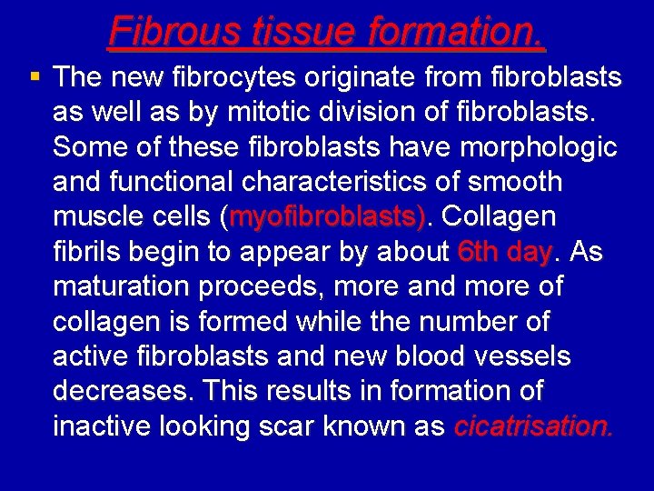Fibrous tissue formation. § The new fibrocytes originate from fibroblasts as well as by