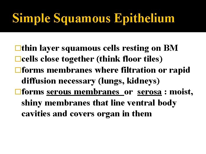 Simple Squamous Epithelium �thin layer squamous cells resting on BM �cells close together (think