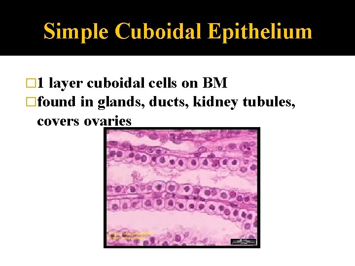 Simple Cuboidal Epithelium � 1 layer cuboidal cells on BM �found in glands, ducts,