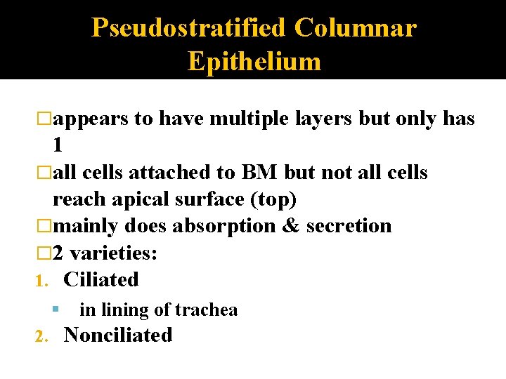 Pseudostratified Columnar Epithelium �appears to have multiple layers but only has 1 �all cells