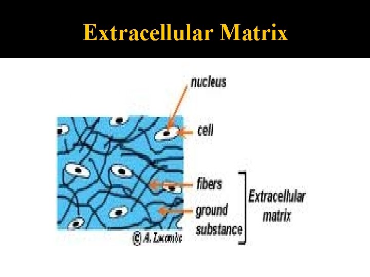 Extracellular Matrix 