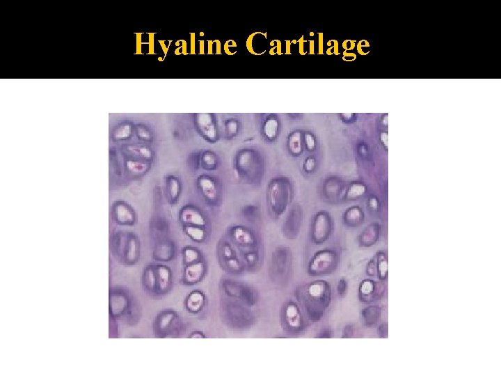 Hyaline Cartilage 