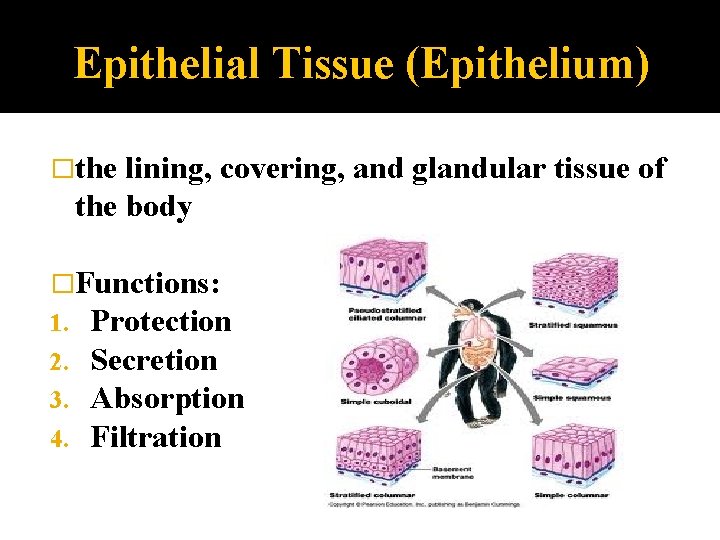 Epithelial Tissue (Epithelium) �the lining, covering, and glandular tissue of the body �Functions: 1.