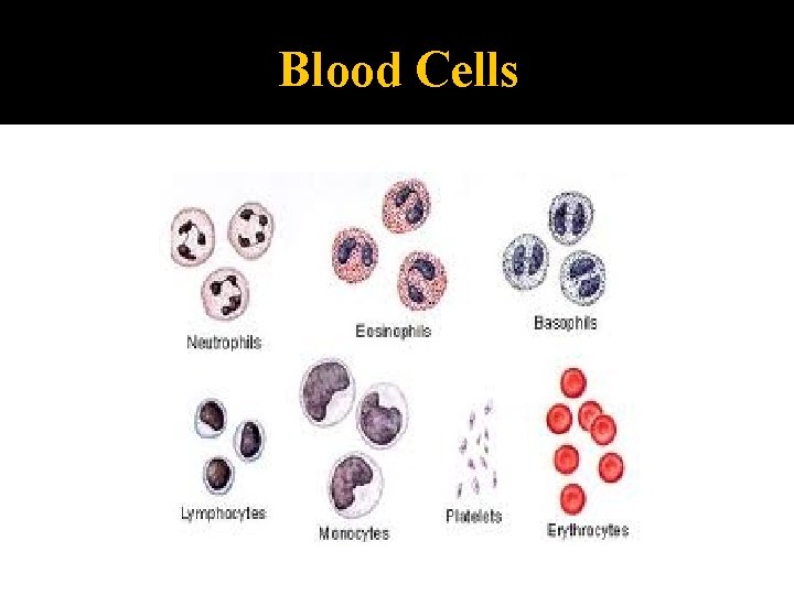 Blood Cells 