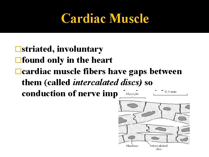 Cardiac Muscle �striated, involuntary �found only in the heart �cardiac muscle fibers have gaps