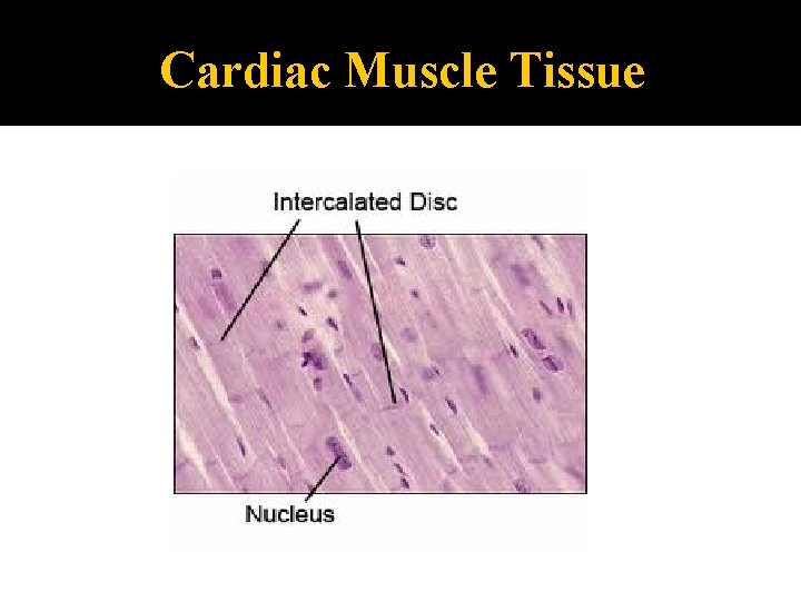 Cardiac Muscle Tissue 