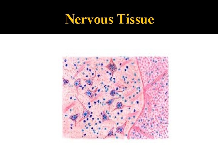 Nervous Tissue 