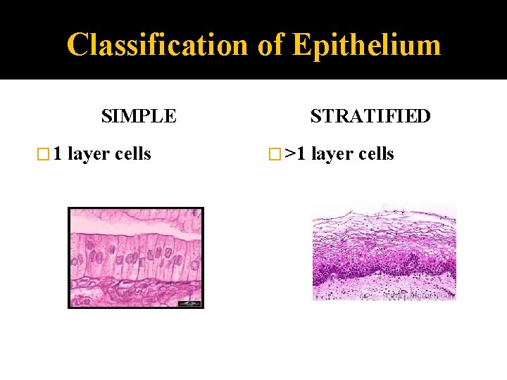 Classification of Epithelium SIMPLE � 1 layer cells STRATIFIED � >1 layer cells 