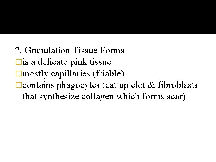 2. Granulation Tissue Forms �is a delicate pink tissue �mostly capillaries (friable) �contains phagocytes