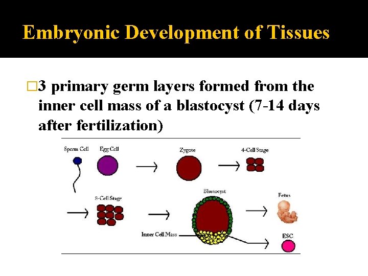 Embryonic Development of Tissues � 3 primary germ layers formed from the inner cell