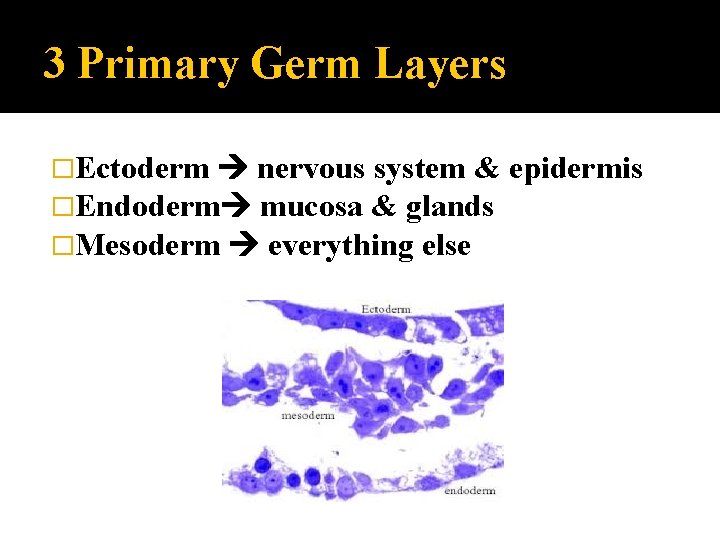 3 Primary Germ Layers �Ectoderm nervous system & �Endoderm mucosa & glands �Mesoderm everything