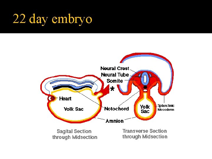 22 day embryo 