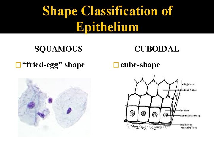 Shape Classification of Epithelium SQUAMOUS � “fried-egg” shape CUBOIDAL � cube-shape 