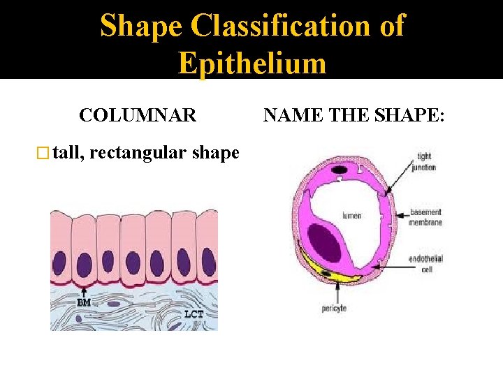 Shape Classification of Epithelium COLUMNAR � tall, rectangular shape NAME THE SHAPE: 