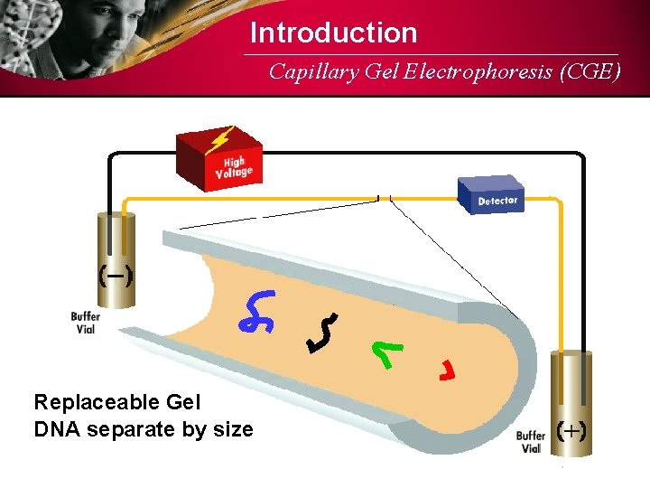 Introduction Capillary Gel Electrophoresis (CGE) Replaceable Gel DNA separate by size 