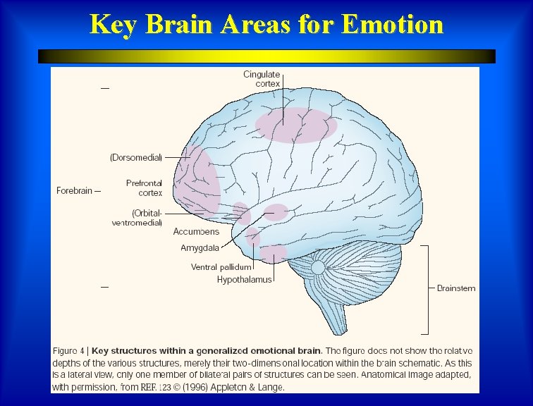 Key Brain Areas for Emotion 