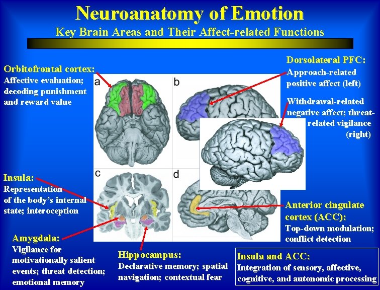 Neuroanatomy of Emotion Key Brain Areas and Their Affect-related Functions Dorsolateral PFC: Approach-related Orbitofrontal