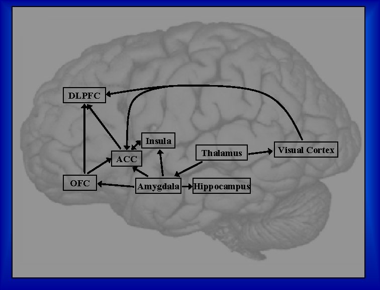 DLPFC Insula Thalamus ACC OFC Amygdala Hippocampus Visual Cortex 