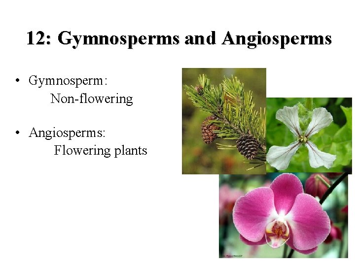 12: Gymnosperms and Angiosperms • Gymnosperm: Non-flowering • Angiosperms: Flowering plants 